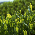 История возникновения чая